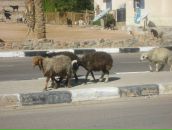 Евгений Иевлев фотография #21 (источник - https://vk.com/id2978352)