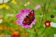 Фотография Алексеевой Марии