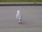 Фотография Синеглазовой Клементины