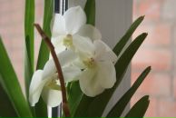 Фотография Шилковой Юлии