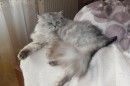 Кот Салтыков фотография #2 (источник - https://vk.com/id82408447)