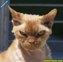 Murat Gurer фотография #10 (источник - https://vk.com/id163460797)