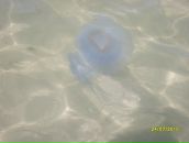 Фотография Апостоловой Анны