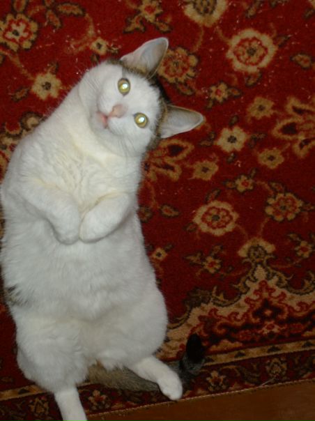 Альберт Чернов фото №9