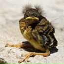 Фотография Шатиловой-Смолиной Светланы