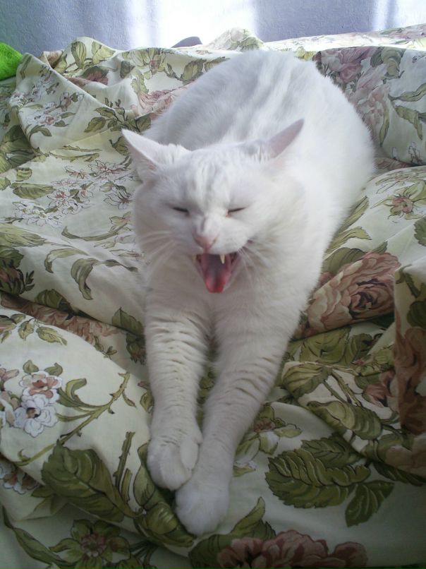 Мария Дик фотография #35