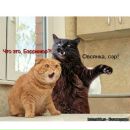 Софія Жук фотография #10 (источник - https://vk.com/id116044644)