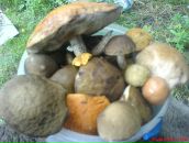 Світлана Майкова фотография #21 (источник - https://vk.com/id22782908)